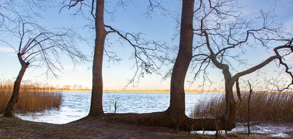 Baum am Ufer, der Stamm lieg horizontal aus ihm wachen drei neue Bäume nach oben. Kein Blätter. Blauer himmel