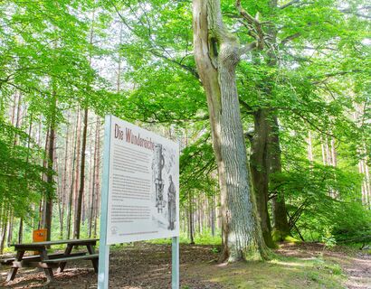 im Vordergrund ein Schild mit der Sage zur Wundereiche, dahinter eine Sitzgruppe und ein oranger Mülleimer, in einem Wald.