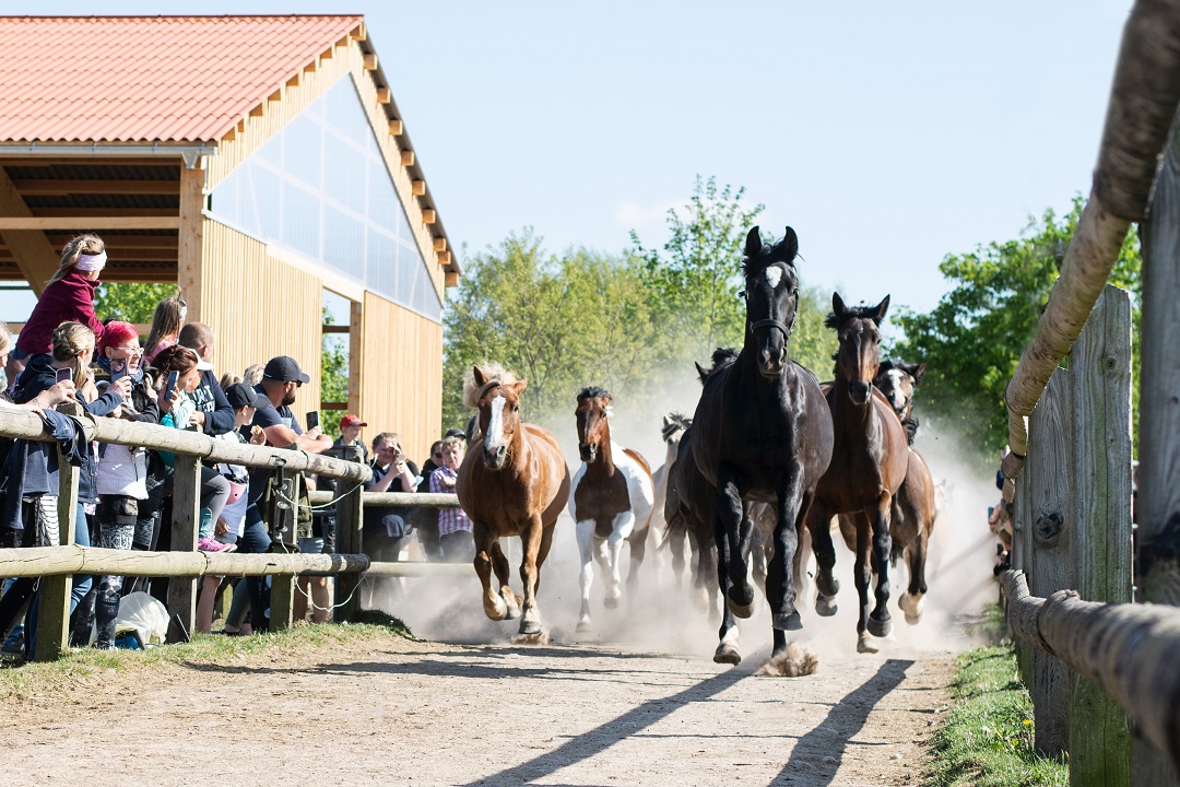 Tag der offenen Stalltür bei den Bernsteinreitern in Hirschburg