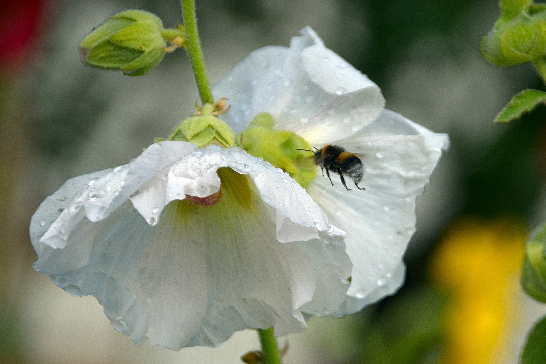 Wildbienen - Die heimlichen Heldinnen