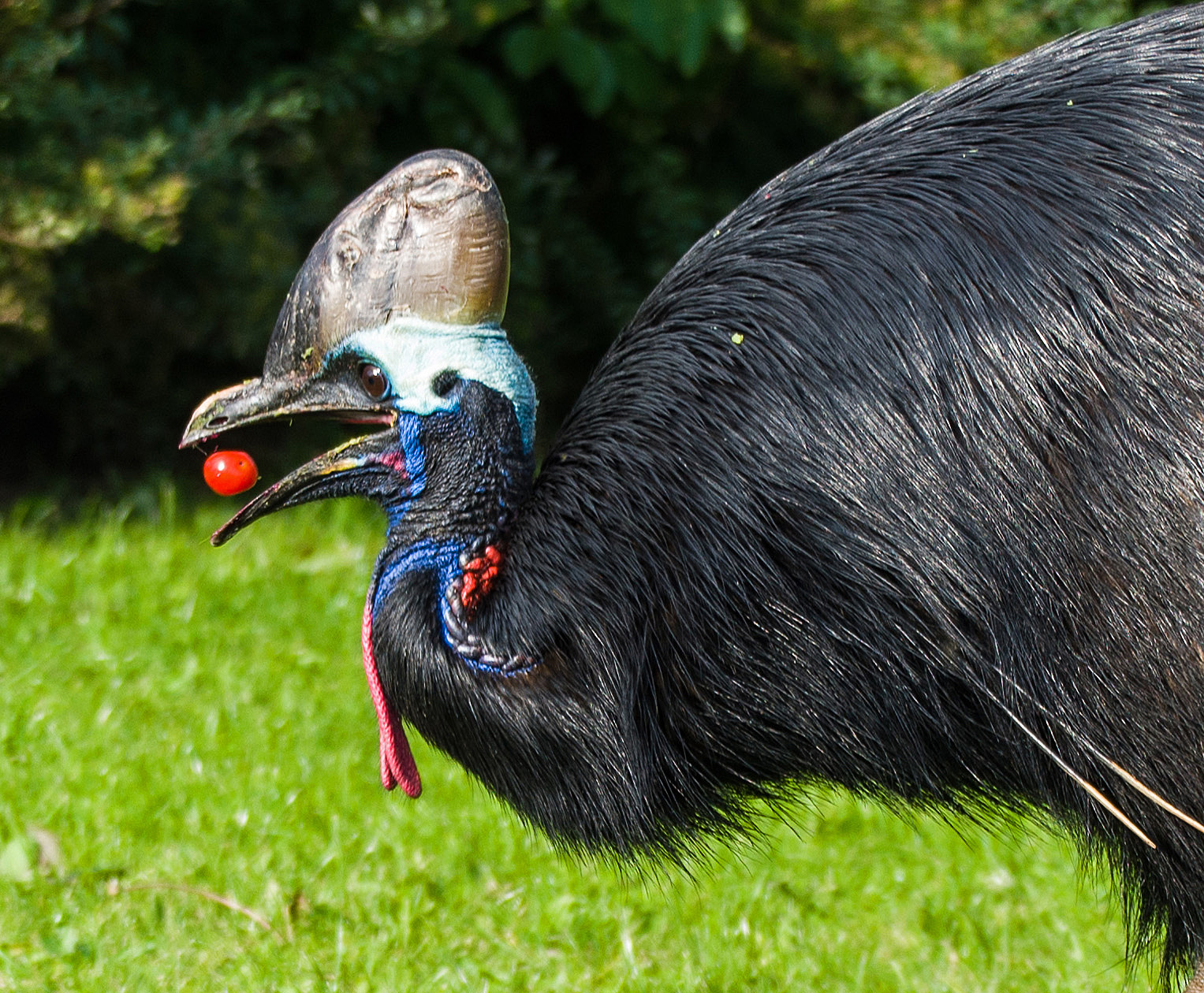 Fütterung der Kasuare im Vogelpark Marlow